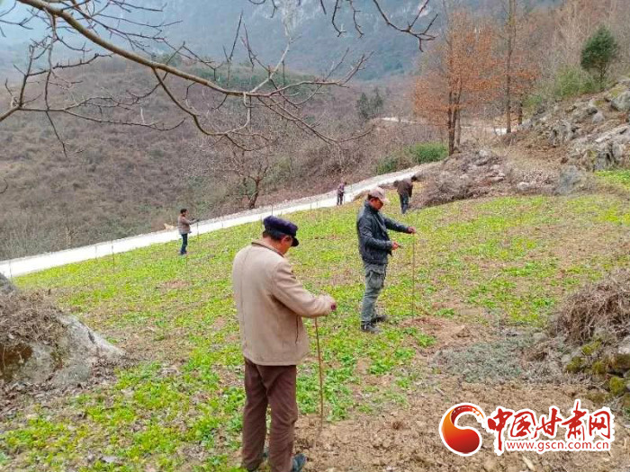 【甘肅全民戰(zhàn)“疫”】戰(zhàn)“疫”中，隴南稻坪的春天