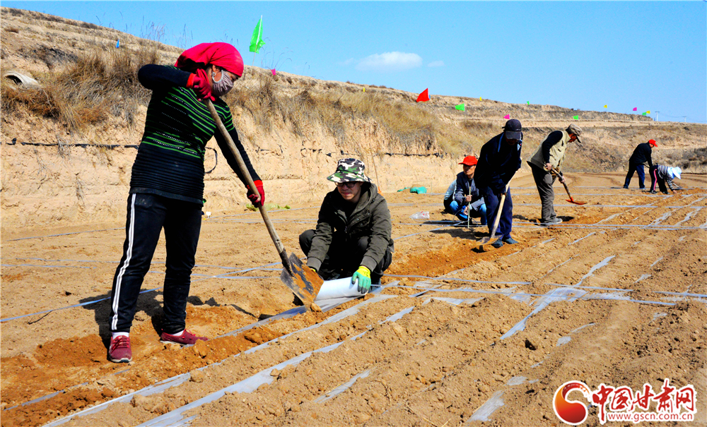隴西縣多措并舉推進(jìn)2萬(wàn)畝中藥材綠色標(biāo)準(zhǔn)化藥源基地建設(shè)（圖）