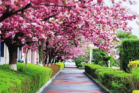 【印象隴原】去兩當(dāng)，與櫻花赴約
