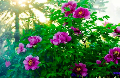 【“甘味”故事】“百花王”駕到！國色傾城正當(dāng)時
