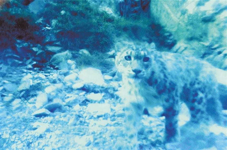 發(fā)現多種珍稀野生動物“現身”甘肅安南壩