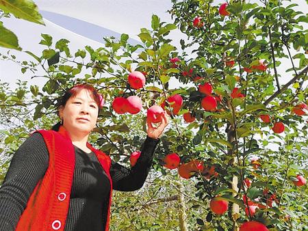 【走向我們的小康生活】馮巧葉，“大家一起過好日子”