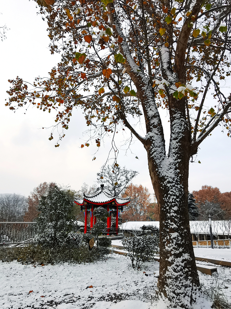 高清大圖|天水弘文園初雪，你喜歡嗎？