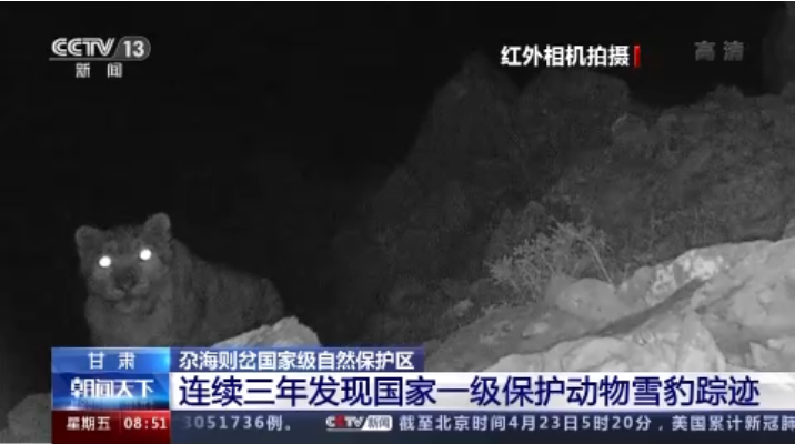 “大貓”出沒！甘肅尕海則岔保護區(qū)連續(xù)三年發(fā)現(xiàn)雪豹蹤跡