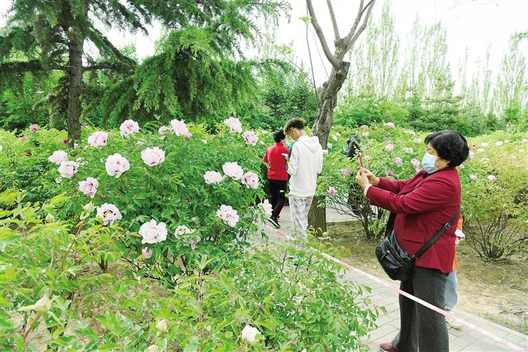 臨夏市北濱河路60里牡丹長廊里不同品種、顏色各異的牡丹花爭奇斗艷