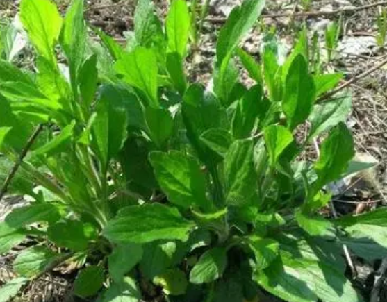 注意！路邊的野菜可不能亂采