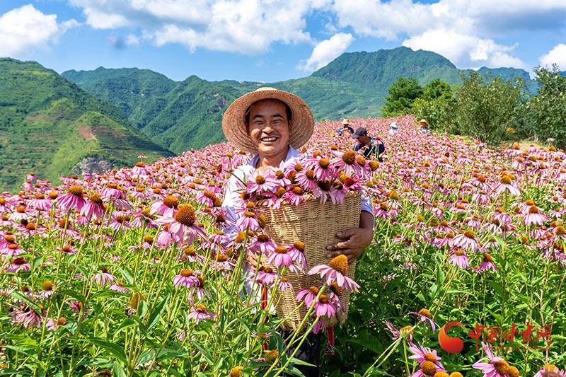 【小康圓夢(mèng)·看甘肅】康縣平洛鎮(zhèn)：紫錐菊喜迎豐收 花農(nóng)采摘笑開(kāi)顏