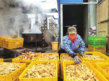 村民在康縣陽壩鎮(zhèn)陽壩村天麻種植大戶胡國強(qiáng)家加工天麻。