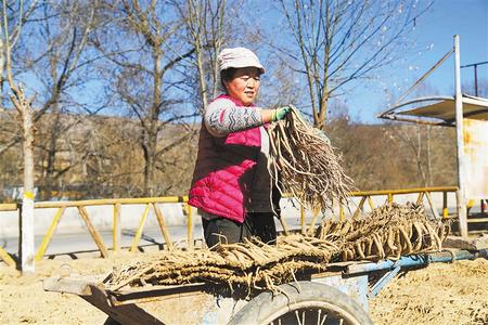 定西市漳縣四族鎮(zhèn)農(nóng)民在晾曬黨參