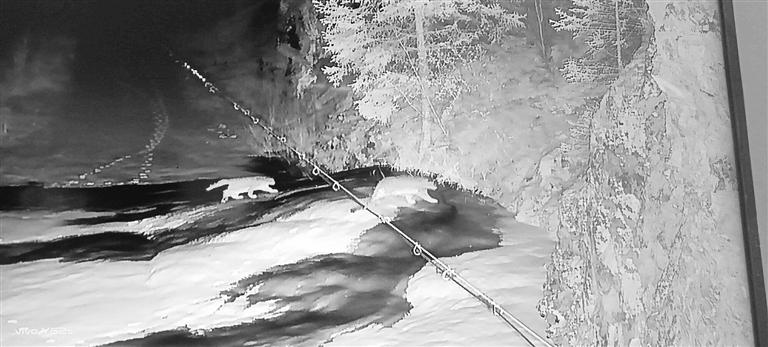 祁連山國(guó)家公園兩只雪豹“演練”冰雪技巧