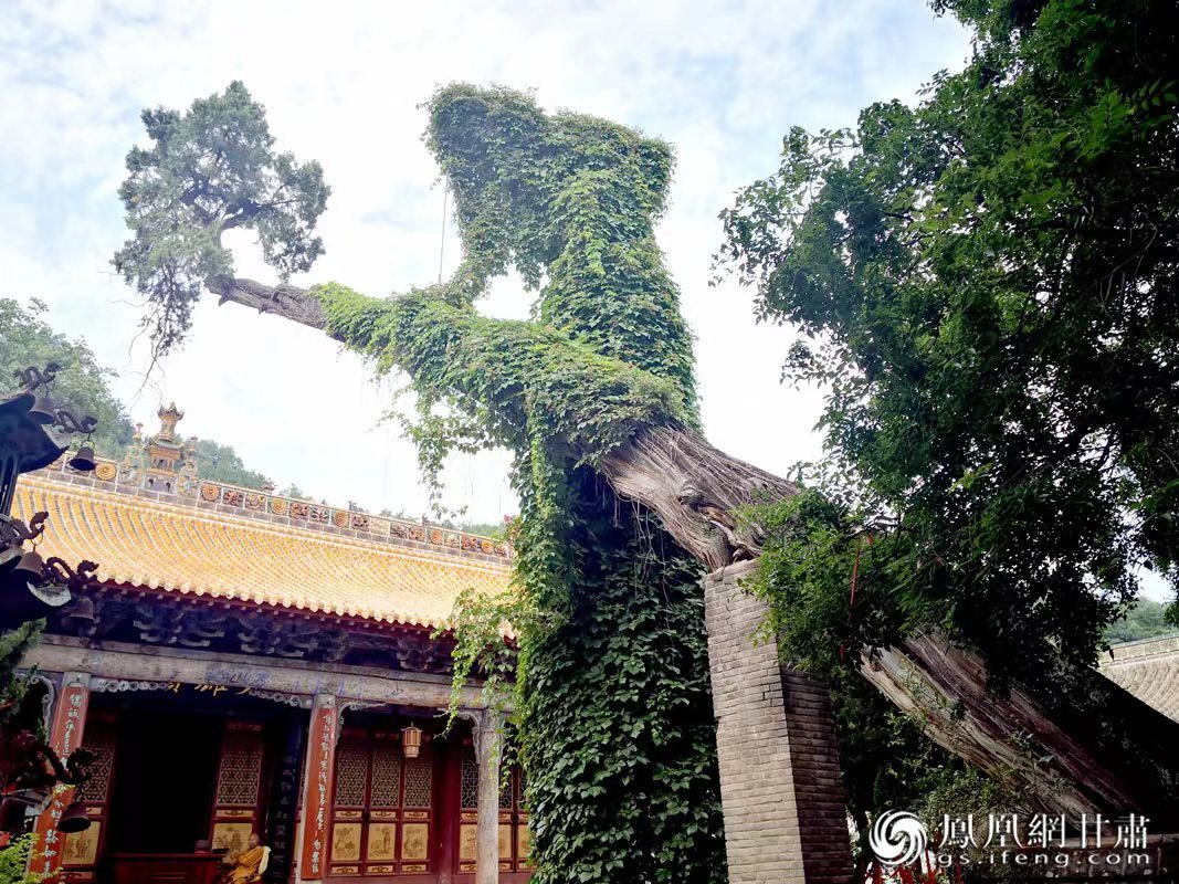 “山頭南郭寺，水號北流泉。老樹空庭得，清渠一邑傳?！倍鸥υ娭械摹袄蠘洹保傅木褪沁@株春秋古柏，為南郭寺的“鎮(zhèn)寺之寶”。胡江 攝