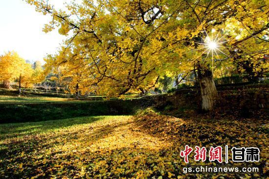 隴南徽縣銀杏樹最美的時候，當屬每年的10月至11月。圖為樹葉已染黃的銀杏樹。張承榮 攝