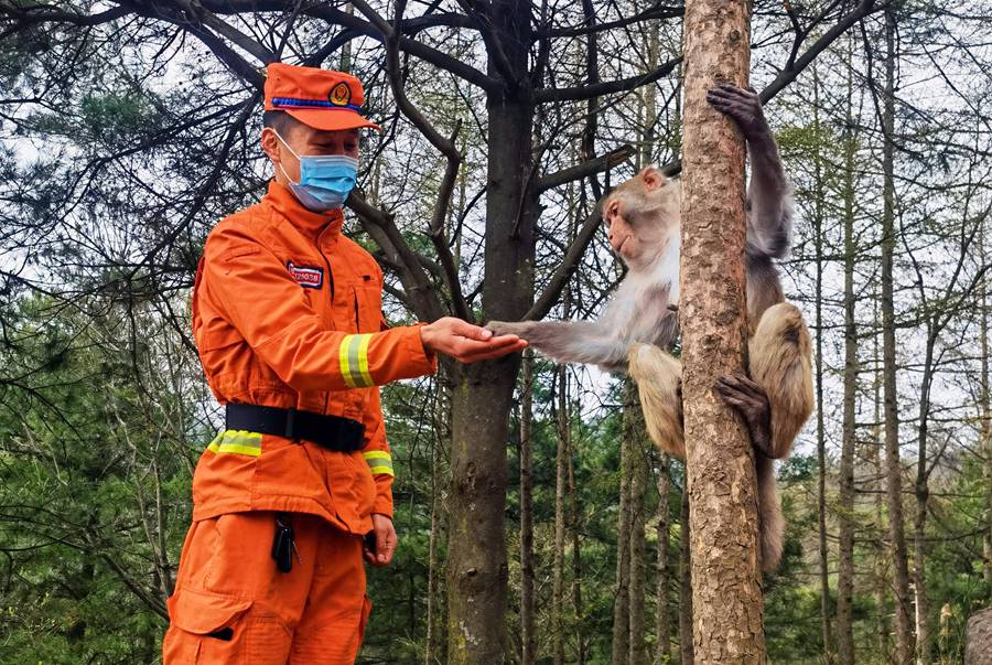 【甘快看】嗨！你好！甘肅隴南森林消防員巡護(hù)途中偶遇野生獼猴群