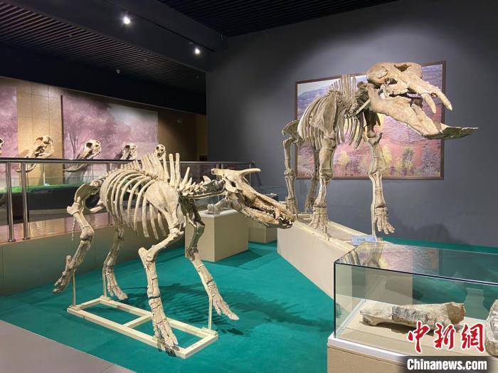 圖為5月底，和政縣古動物化石博物館內(nèi)修復(fù)后的古生物化石?！「哒?攝
