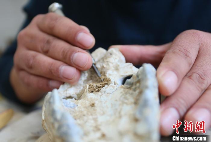 2022年6月，在和政古動(dòng)物化石博物館內(nèi)，古生物化石修復(fù)師對(duì)化石進(jìn)行修復(fù)。(資料圖) 高展 攝