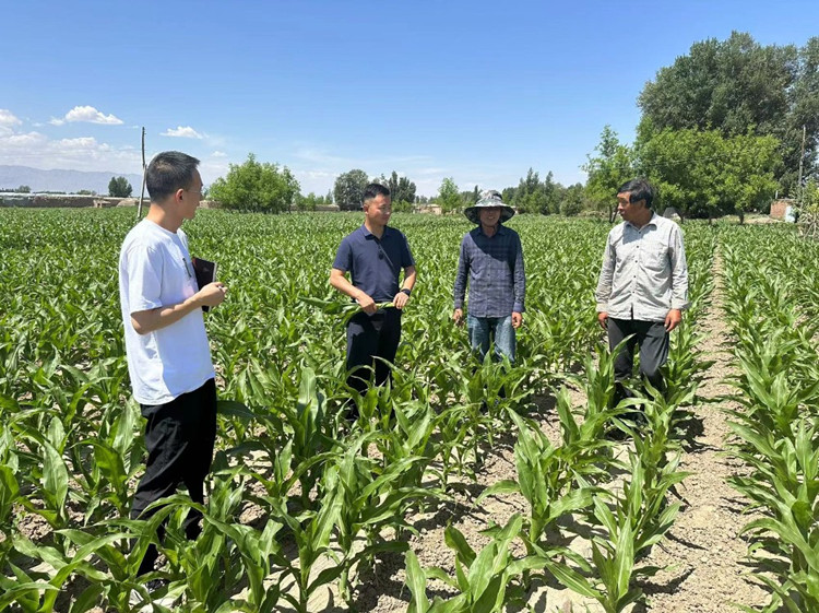 臨澤縣蓼泉鎮(zhèn)紀委工作人員深入田間地頭，現(xiàn)場了解玉米制種長勢和產(chǎn)業(yè)發(fā)展情況。.jpg