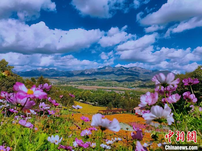 圖為盛夏時(shí)節(jié)的油嘴灣“花?！??！∈茉L者供圖