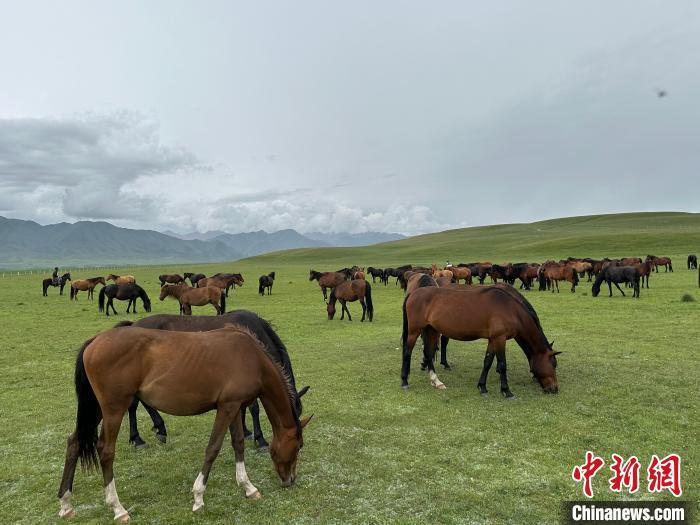 7月中旬，在山丹馬場(chǎng)草原上吃草的“山丹馬”?！〈魑牟?攝