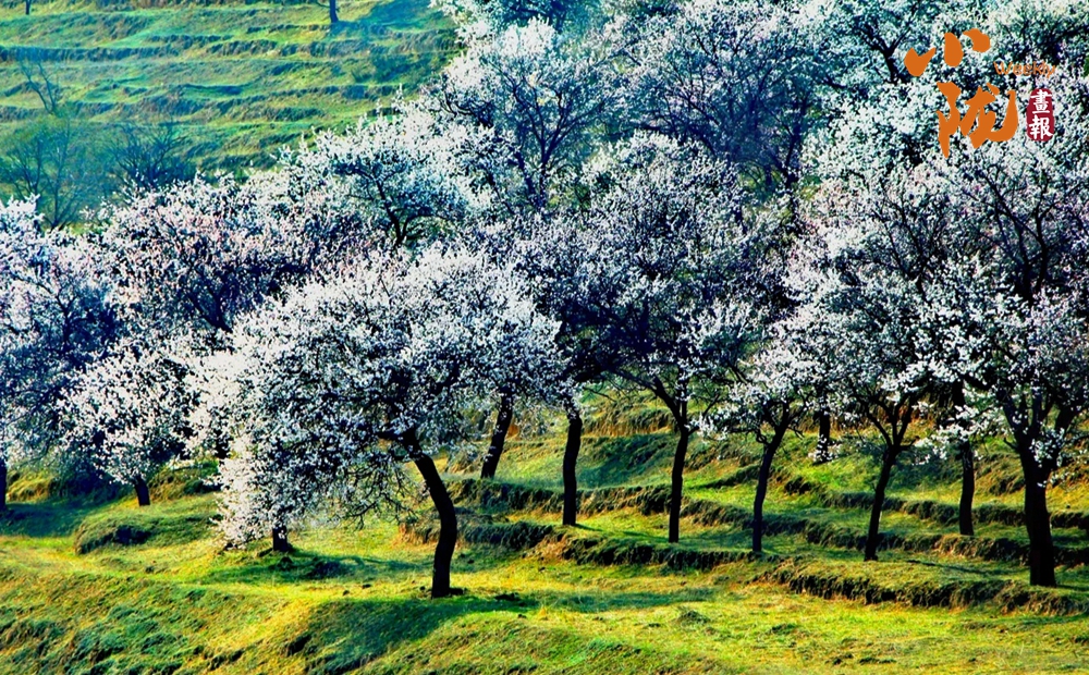 【小隴畫(huà)報(bào)·492期】定西市安定區(qū)：陽(yáng)坡新綠染 山洼杏花喧